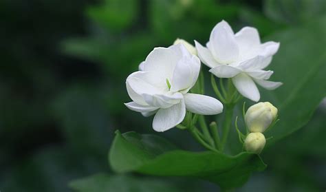 茉莉花好種嗎